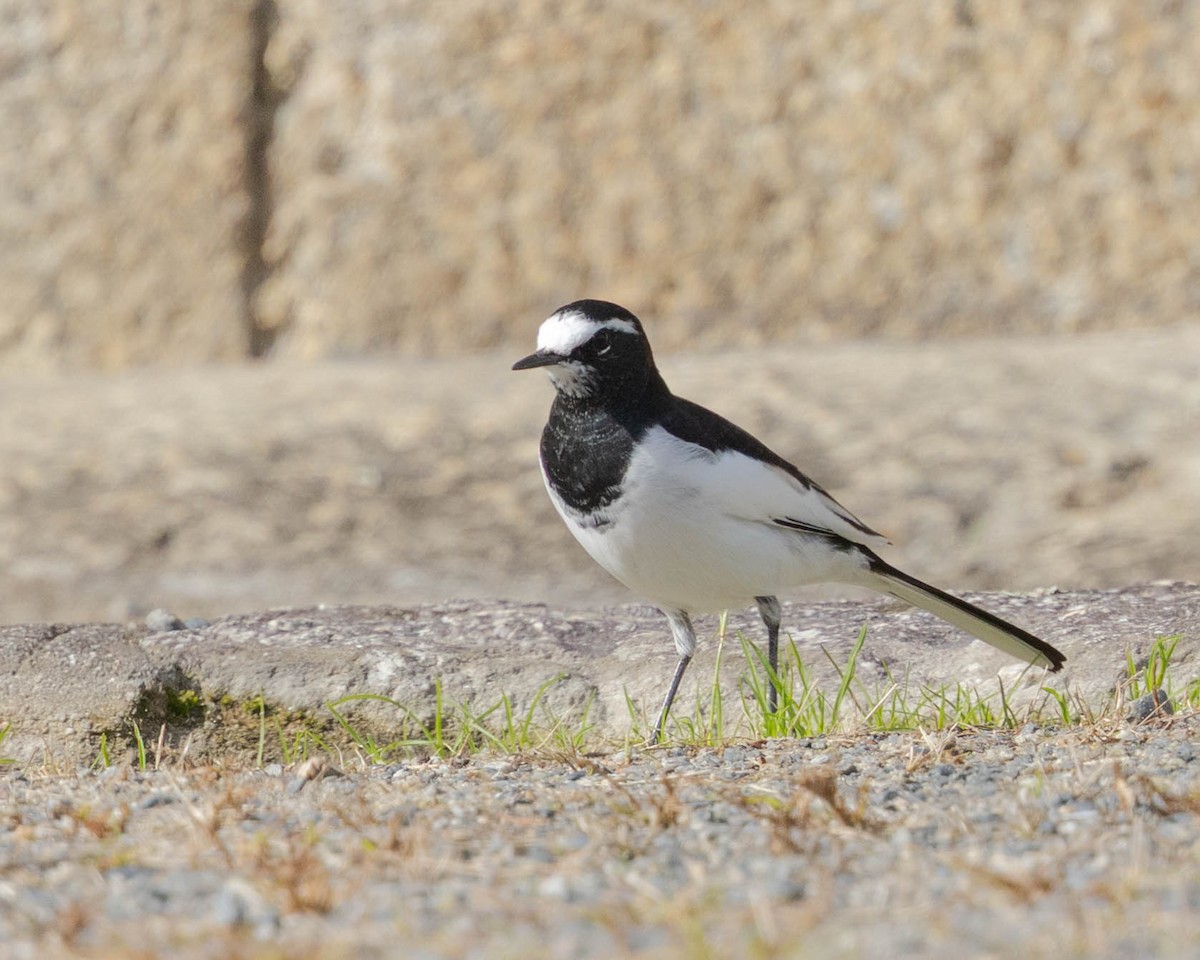 日本鶺鴒 - ML645103980