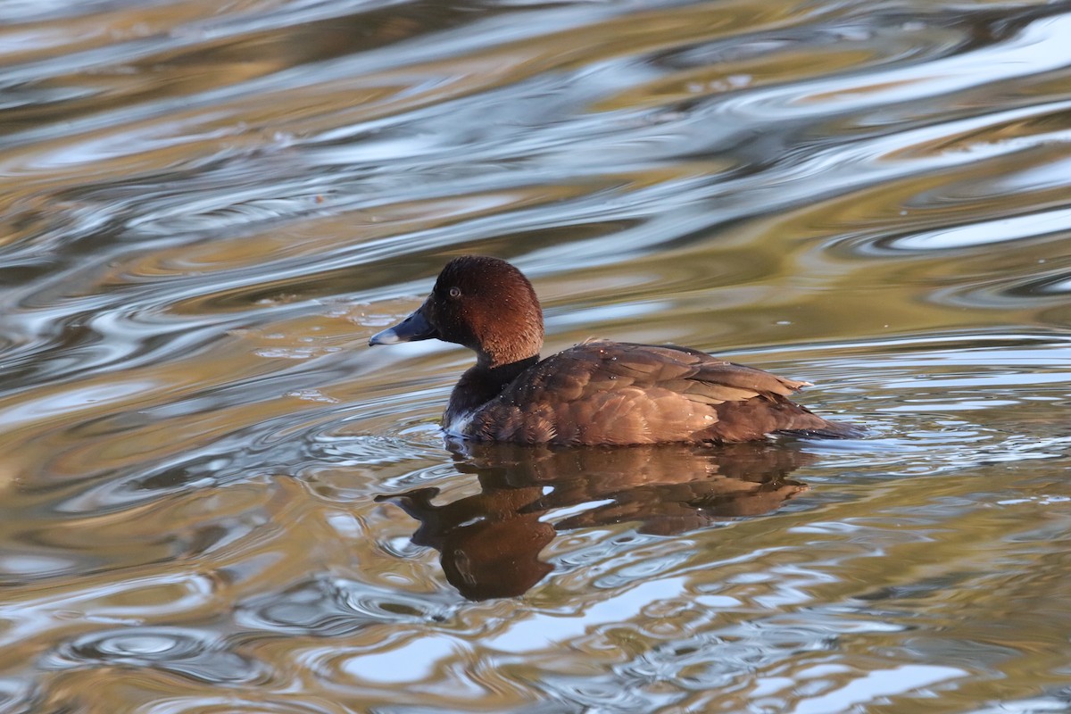 Hardhead - ML645103981