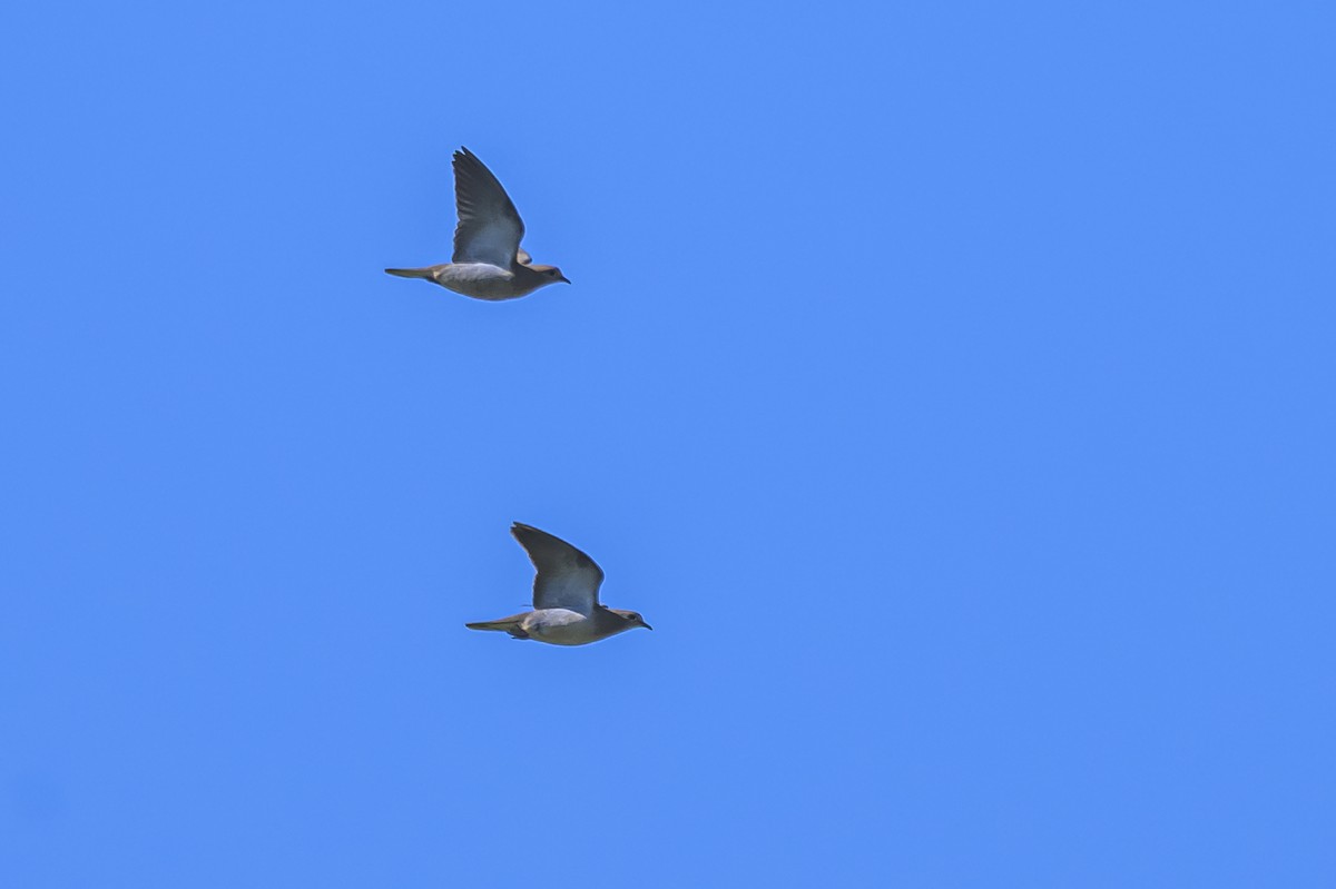 Eared Dove - ML645103982