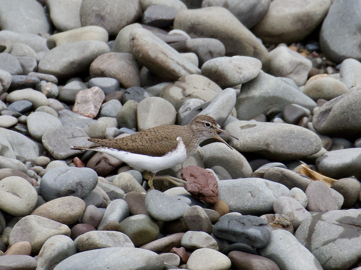 磯鷸 - ML645103984