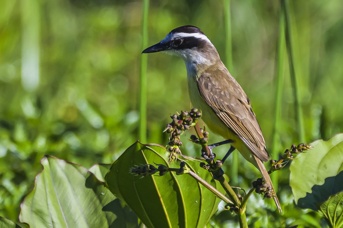 Great Kiskadee - ML645103985