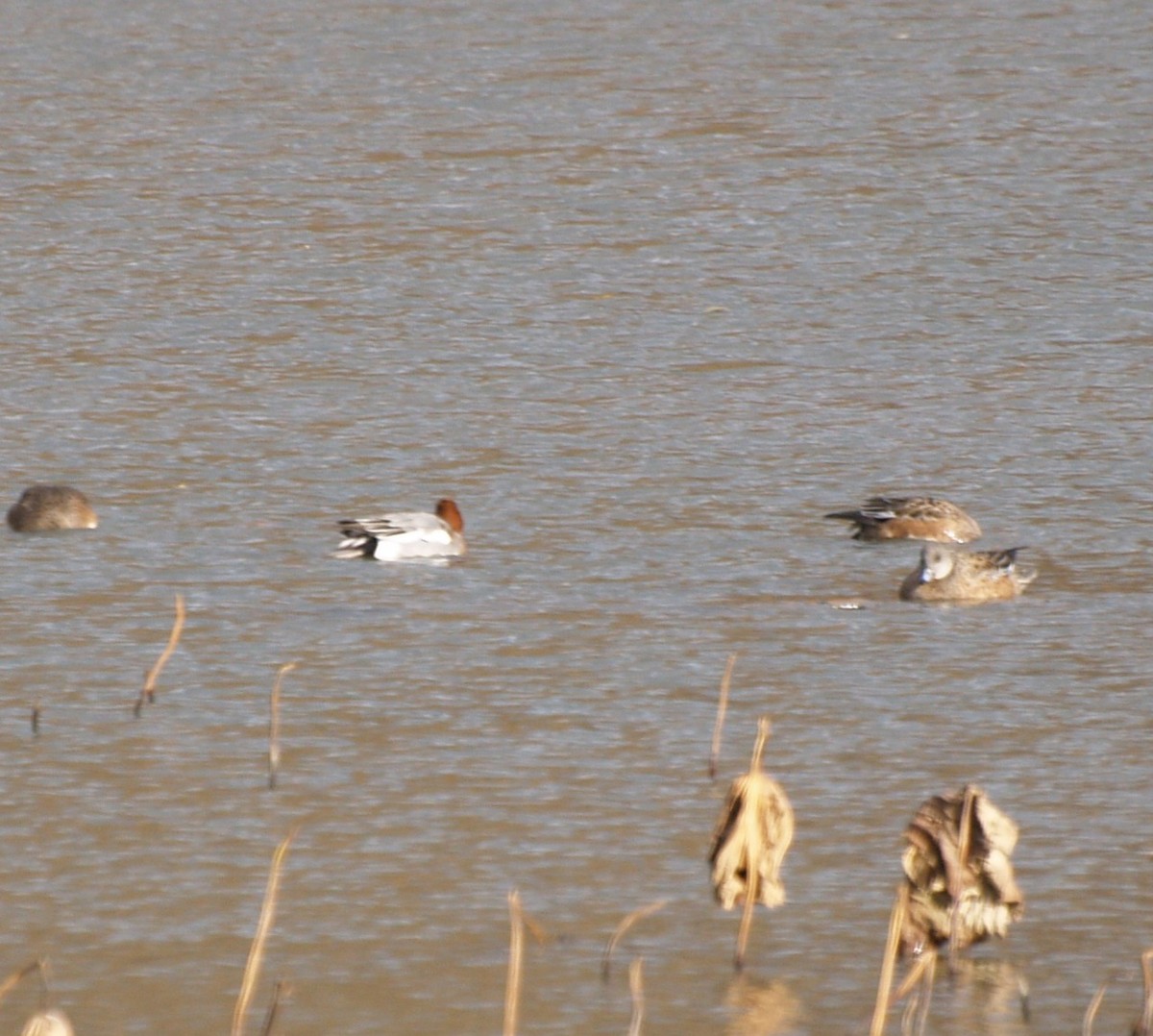 Eurasian Wigeon - ML645103986