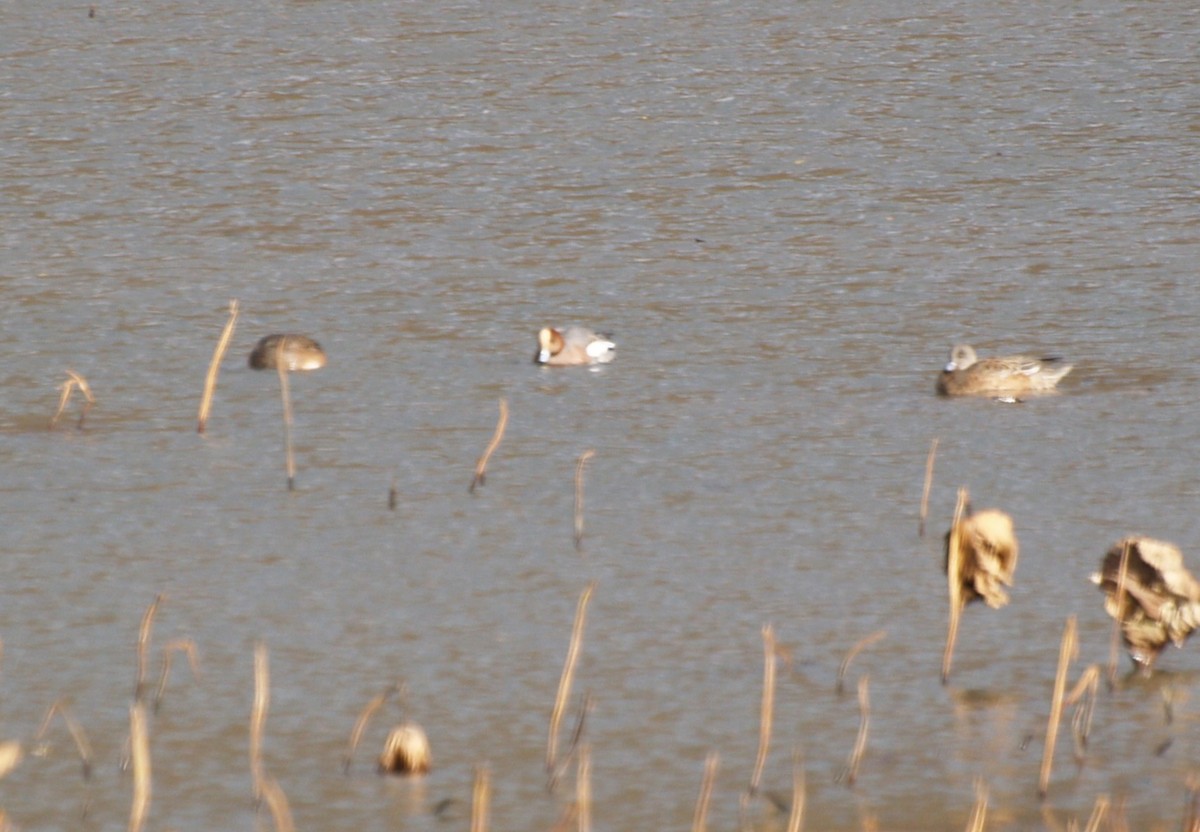 Eurasian Wigeon - ML645103987
