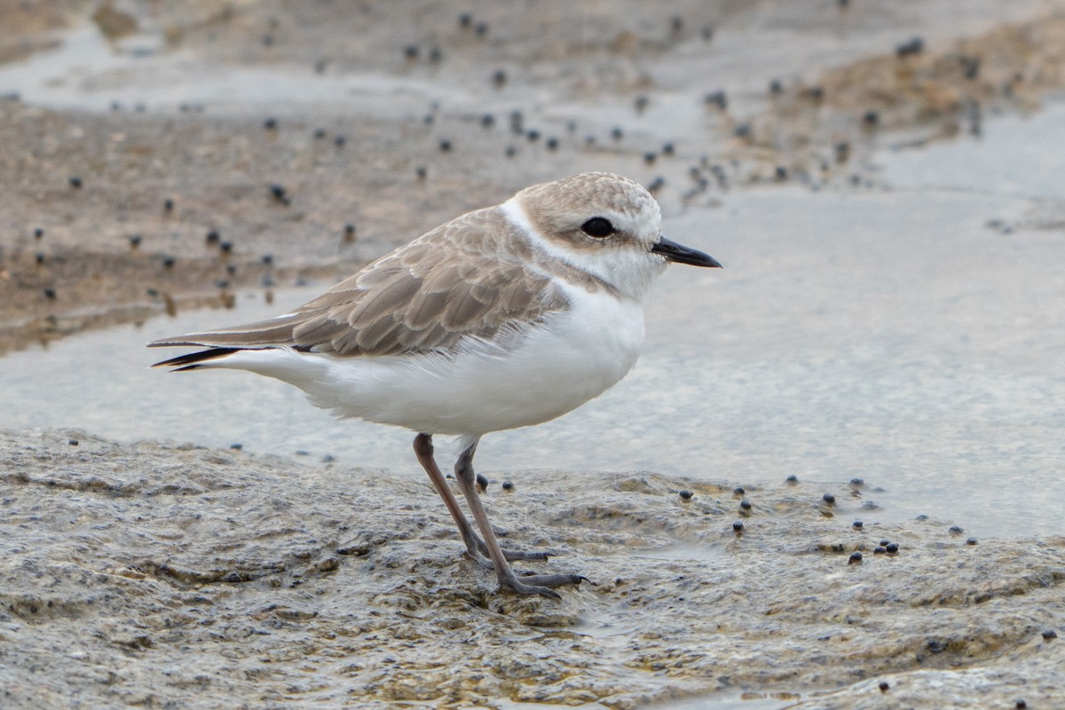 White-faced Plover - ML645103990