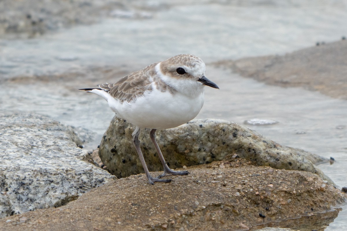 White-faced Plover - ML645103991