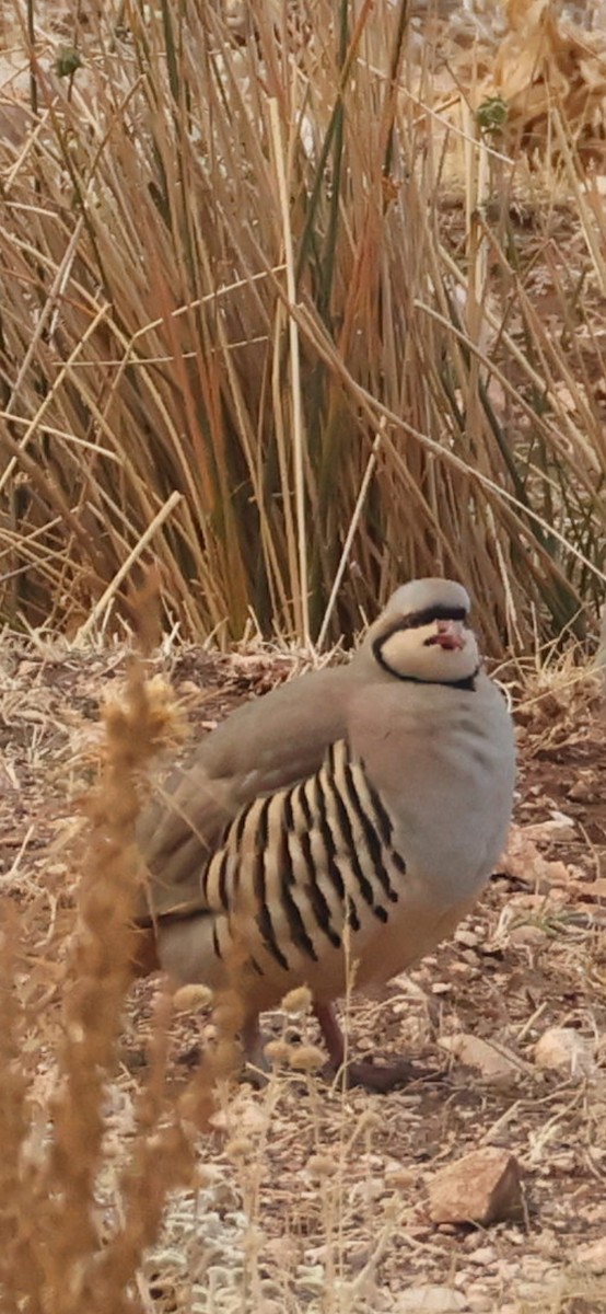 Coturnice orientale - ML645103997