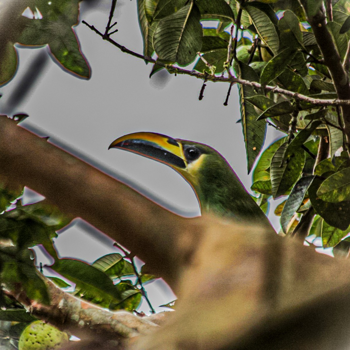 Northern Emerald-Toucanet - ML645104004