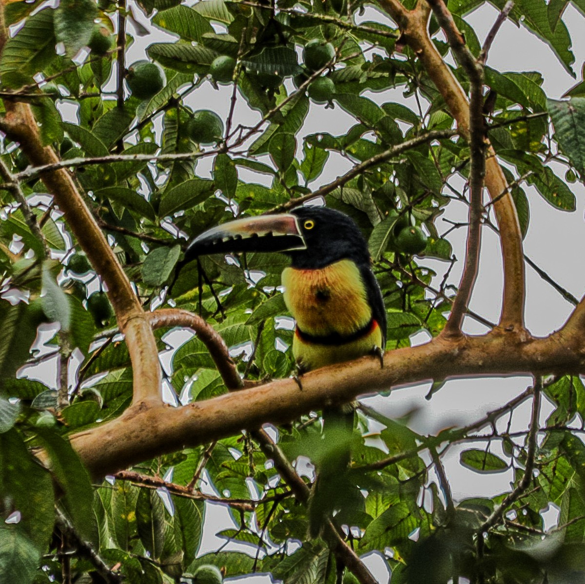 Collared Aracari - ML645104011