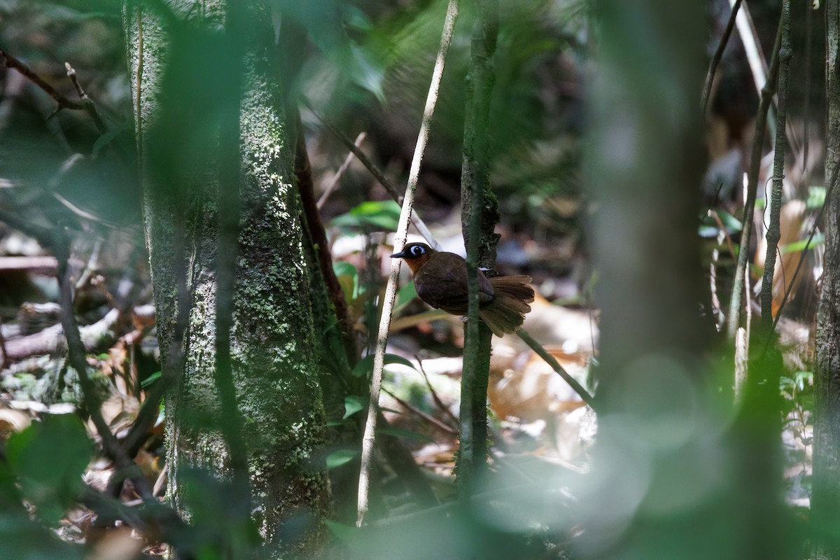 Fourmilier à gorge rousse - ML645104014