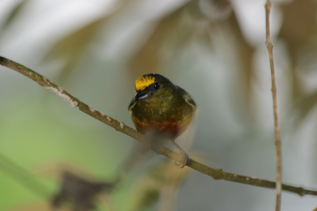 Olive-backed Euphonia - ML645104019
