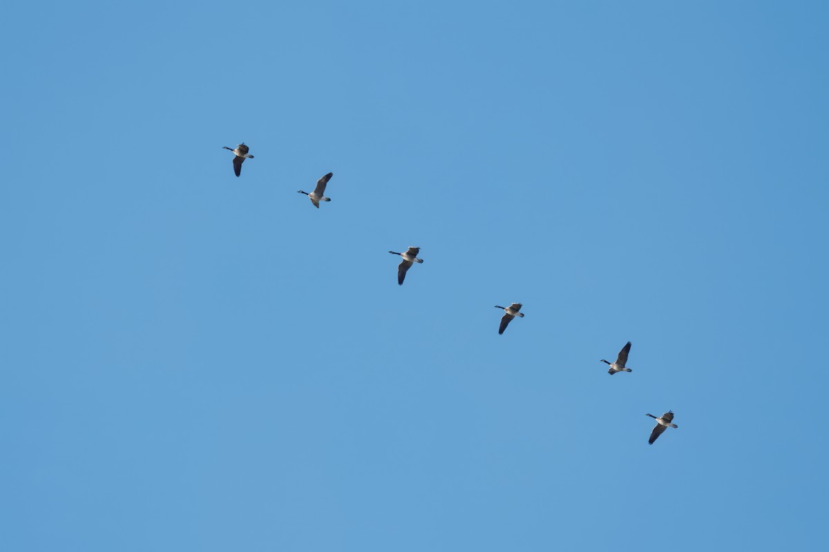 Bernache du Canada - ML645104021