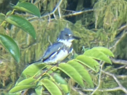 Belted Kingfisher - ML645104023