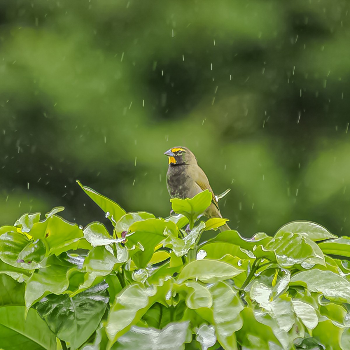Yellow-faced Grassquit - ML645104025