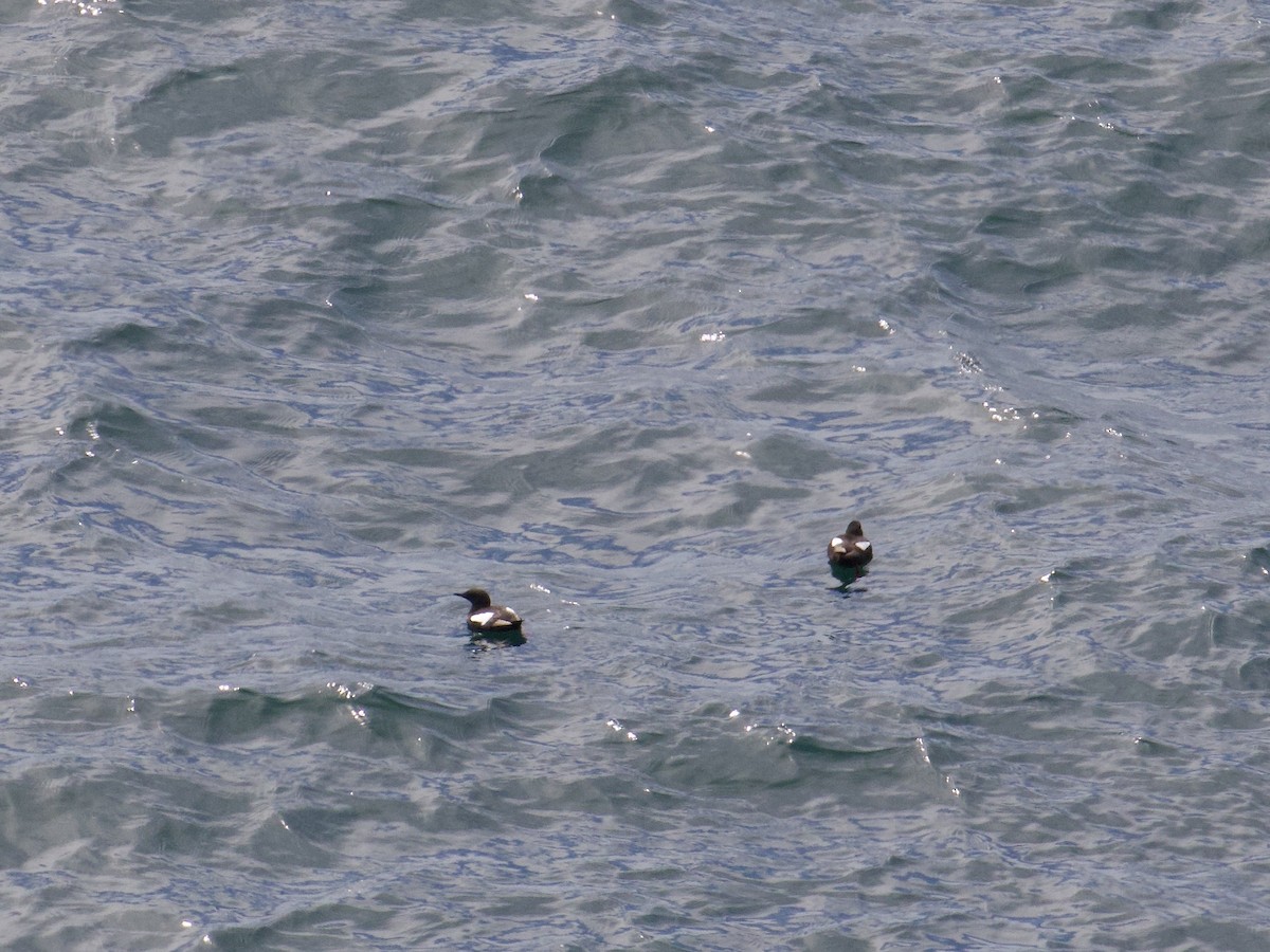 אוריה שחורה - ML645104032