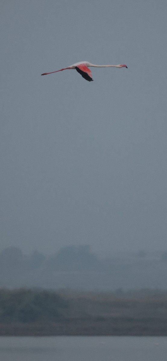 Fenicottero - ML645104034