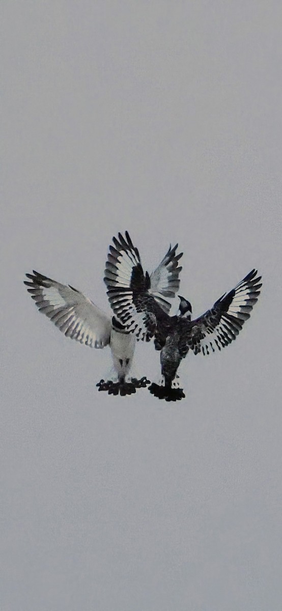 Martin pescatore bianconero - ML645104038