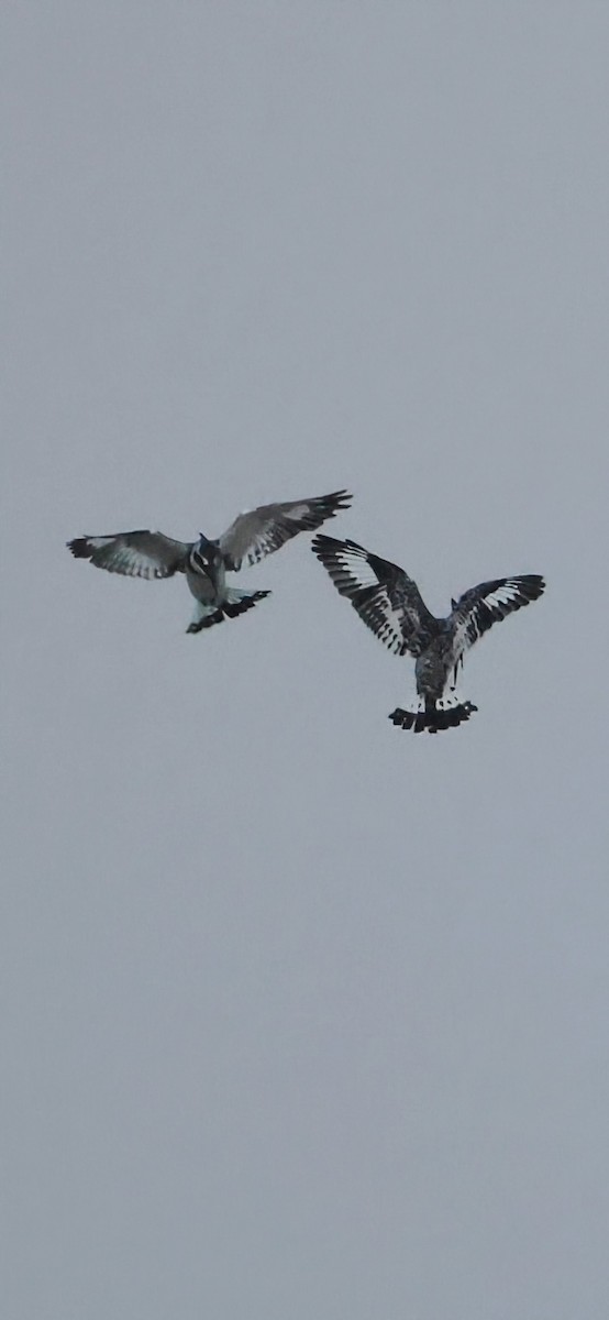 Martin pescatore bianconero - ML645104040