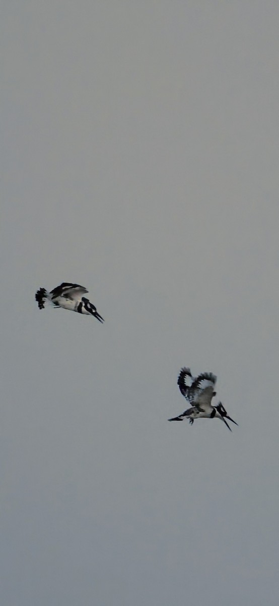 Martin pescatore bianconero - ML645104043