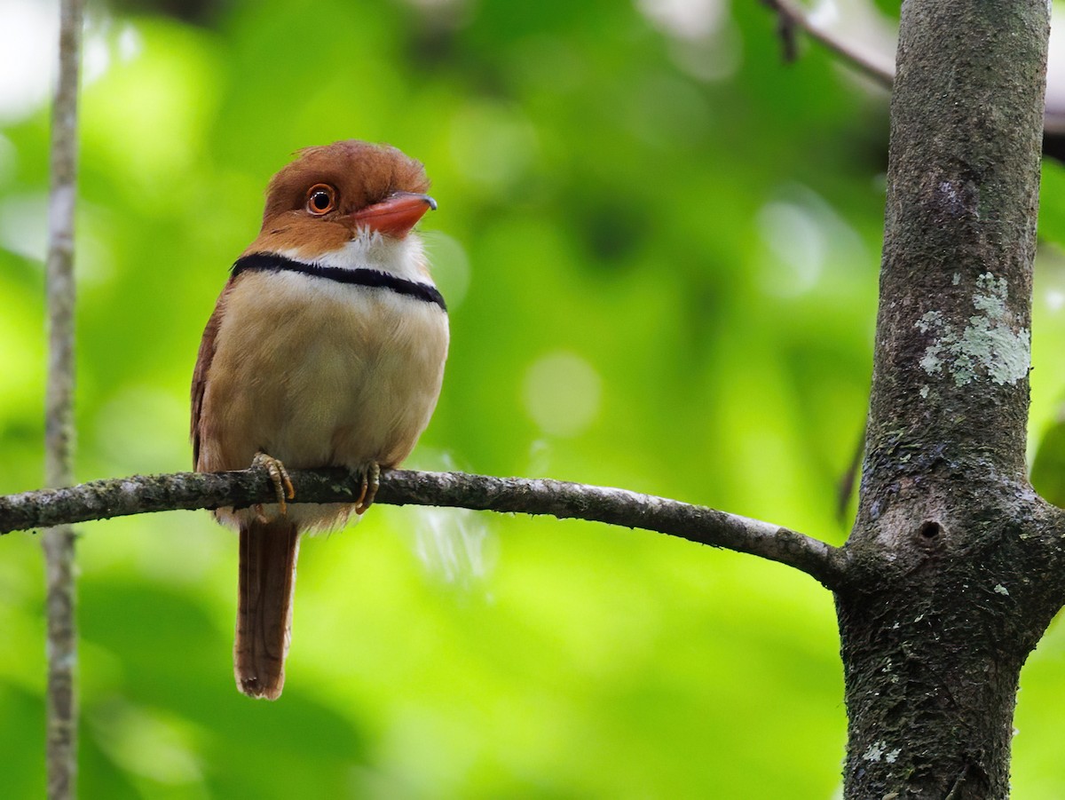 Ошейниковая пуховка - ML645104050