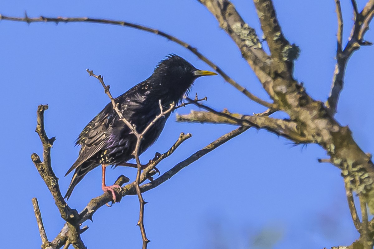 Шпак звичайний - ML645104051