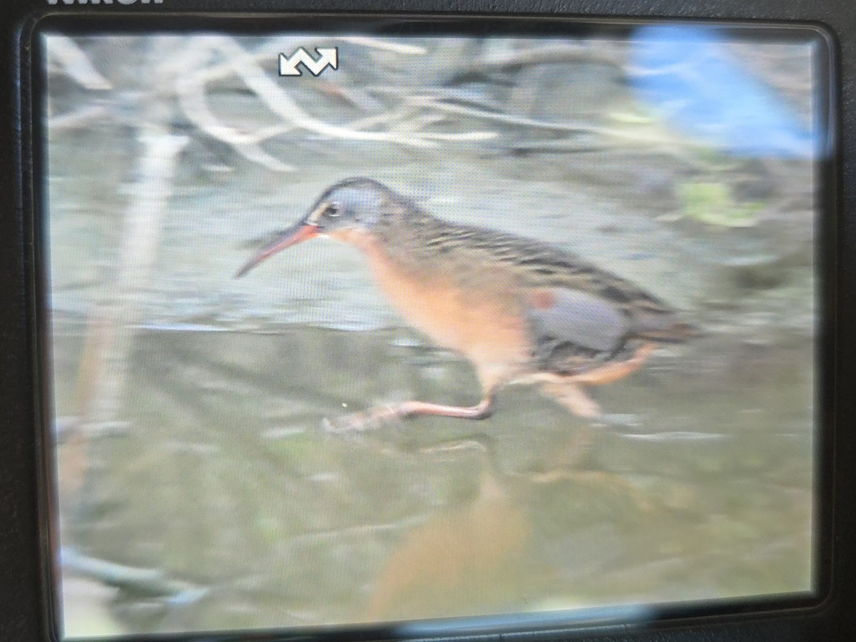 Virginia Rail - ML645104053