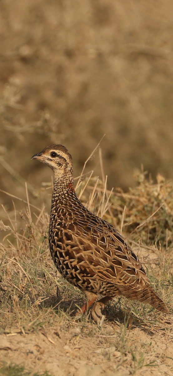 Francolino - ML645104056