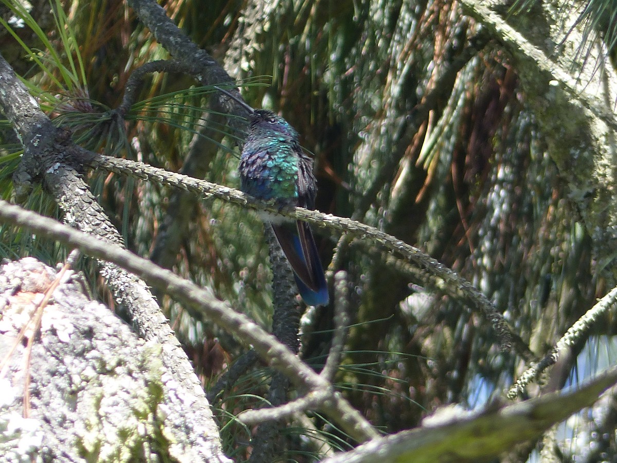 fiolørekolibri - ML645104057