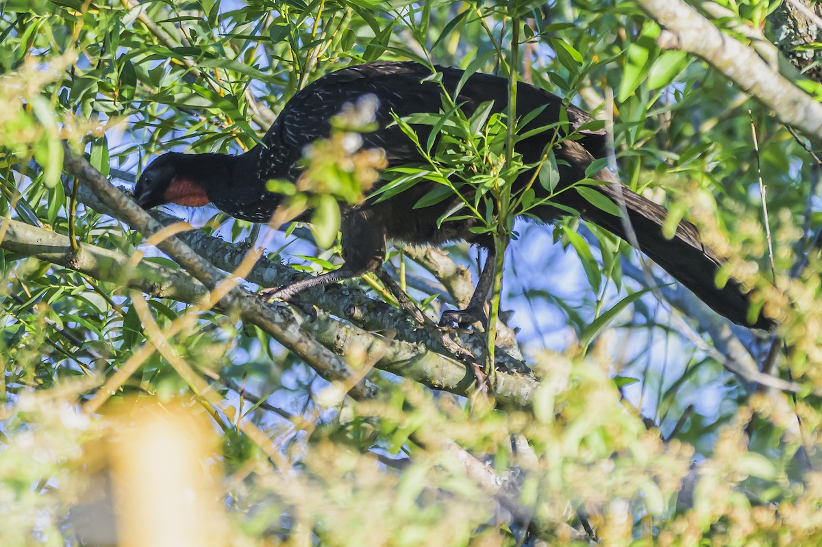 Dusky-legged Guan - ML645104064