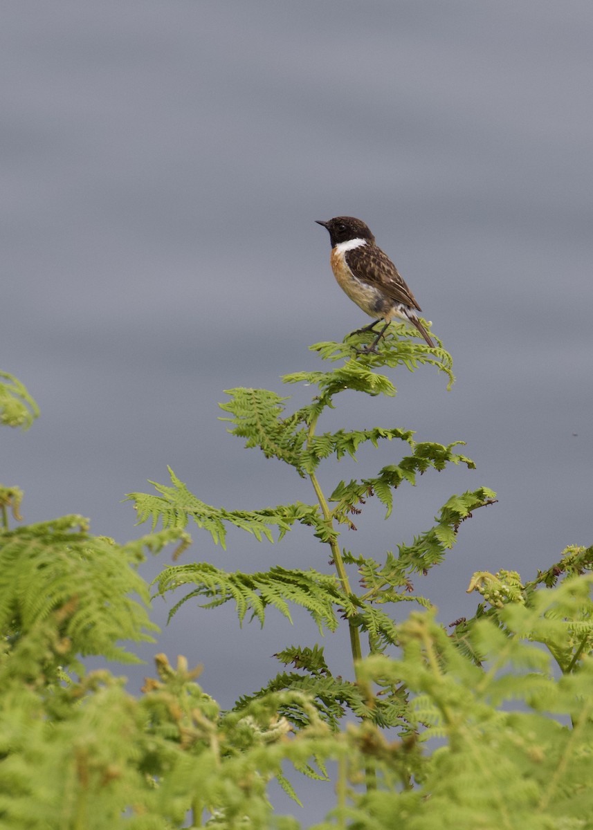 European Stonechat - ML645104068