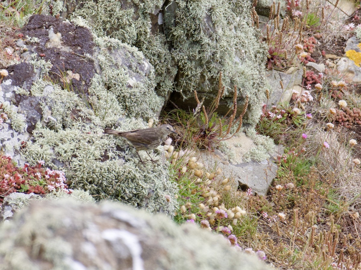 Rock Pipit - ML645104075