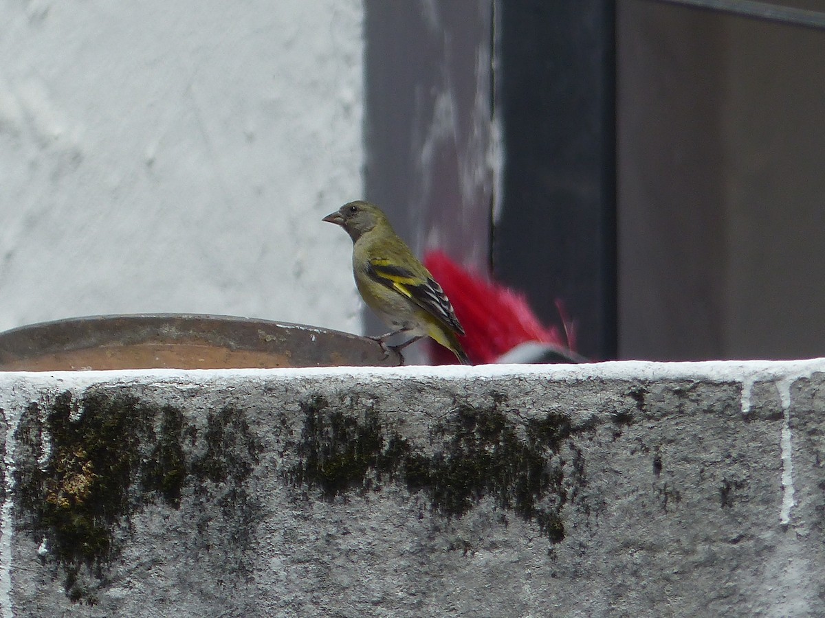 Hooded Siskin - ML645104083