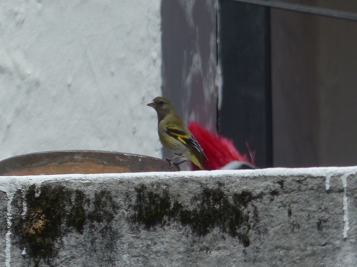 Hooded Siskin - ML645104084