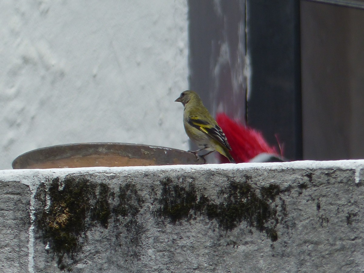 Hooded Siskin - ML645104085