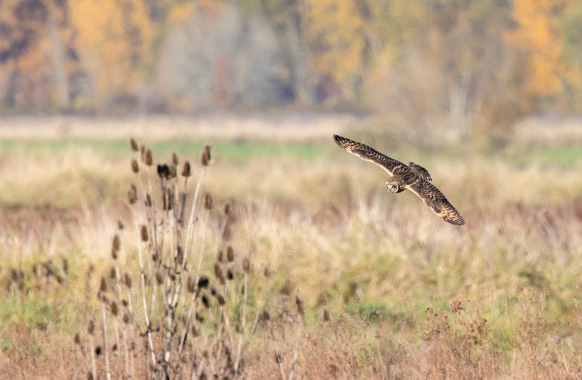 Short-eared Owl - ML645104087