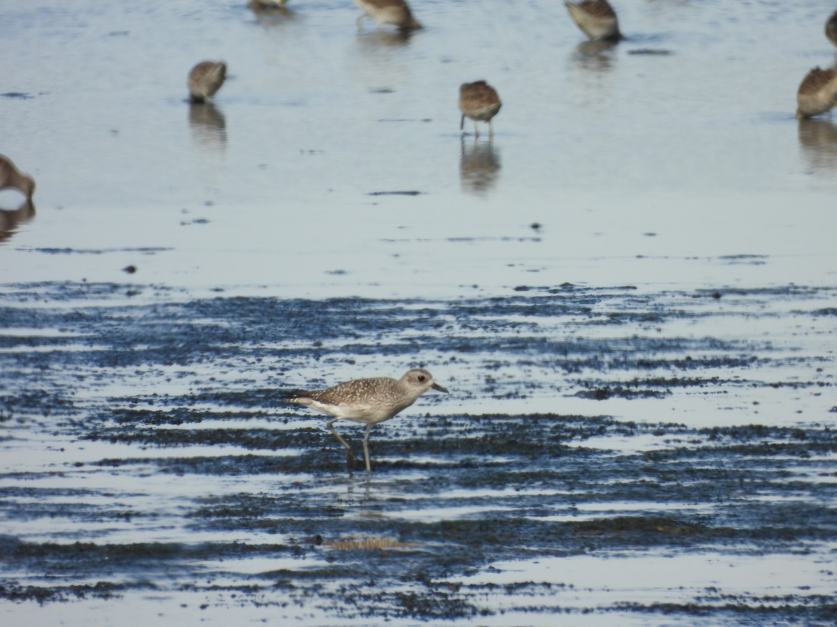 Black-bellied Plover - ML645104107