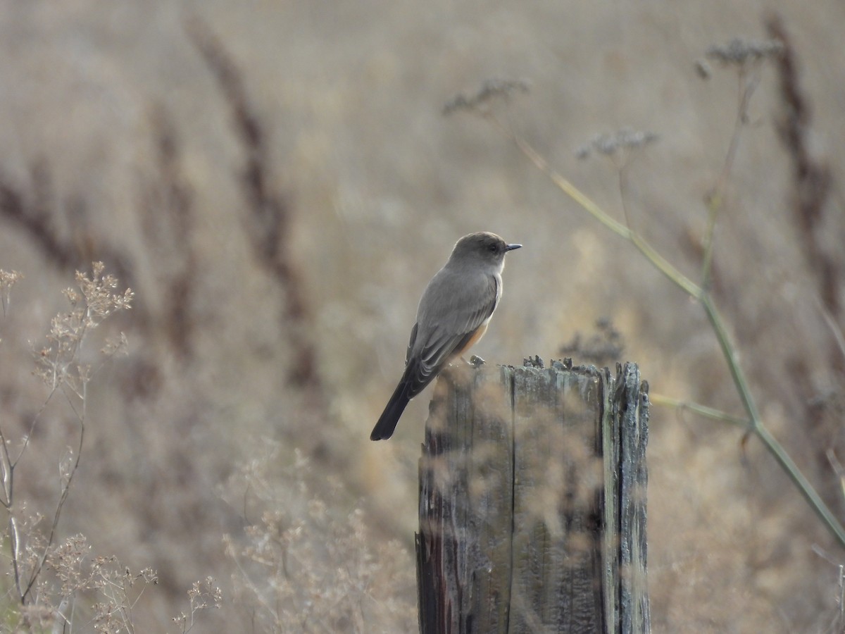 Say's Phoebe - ML645104111