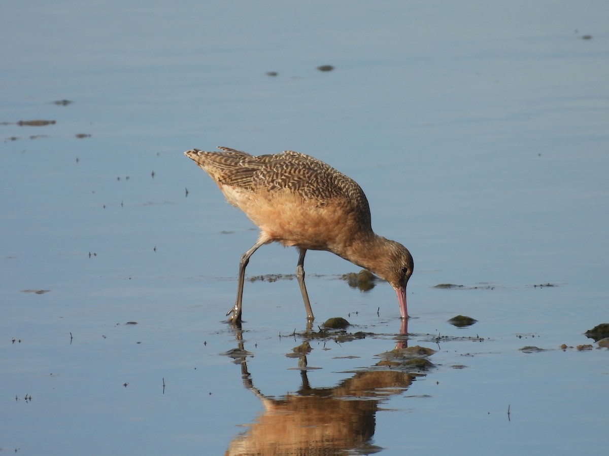 Marbled Godwit - ML645104134