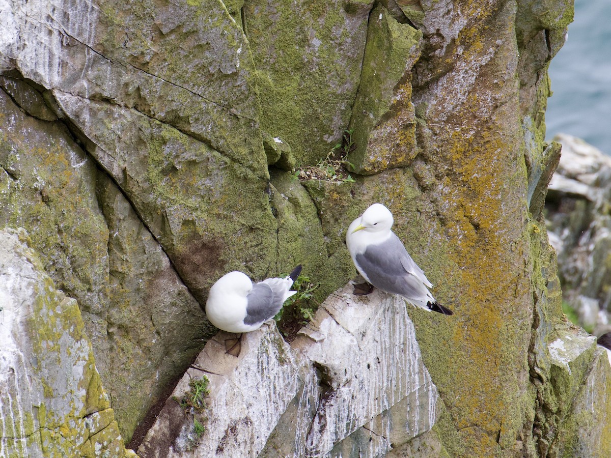 Kara Ayaklı Martı - ML645104139