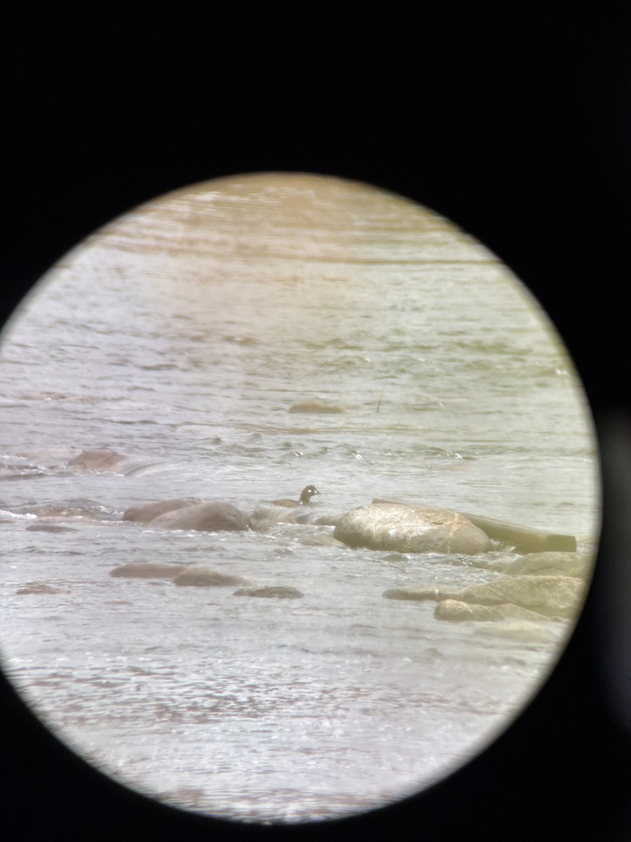 Harlequin Duck - ML645104152