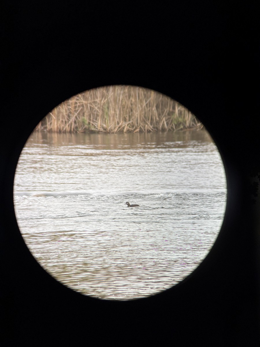 Harlequin Duck - ML645104153