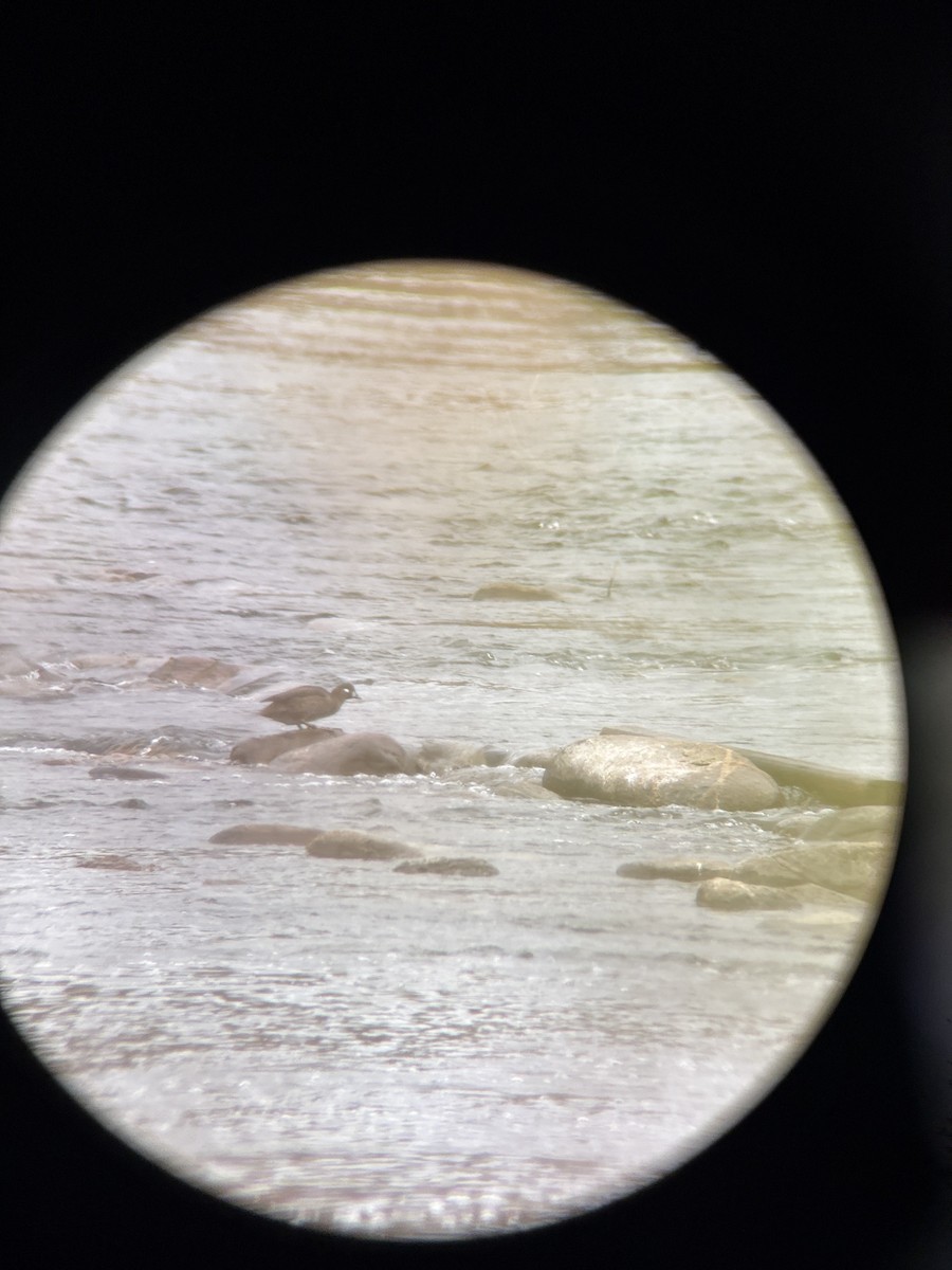 Harlequin Duck - ML645104154