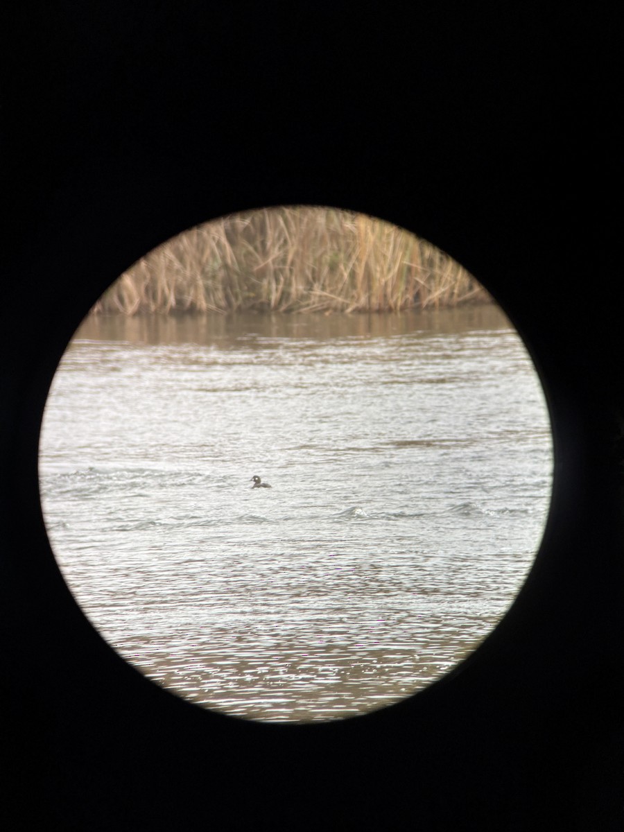 Harlequin Duck - ML645104155