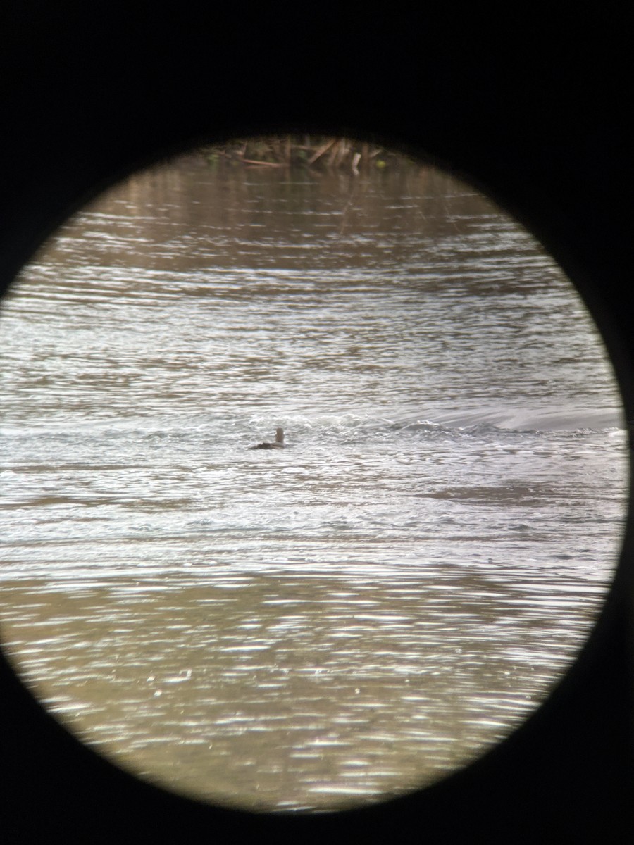 Harlequin Duck - ML645104156