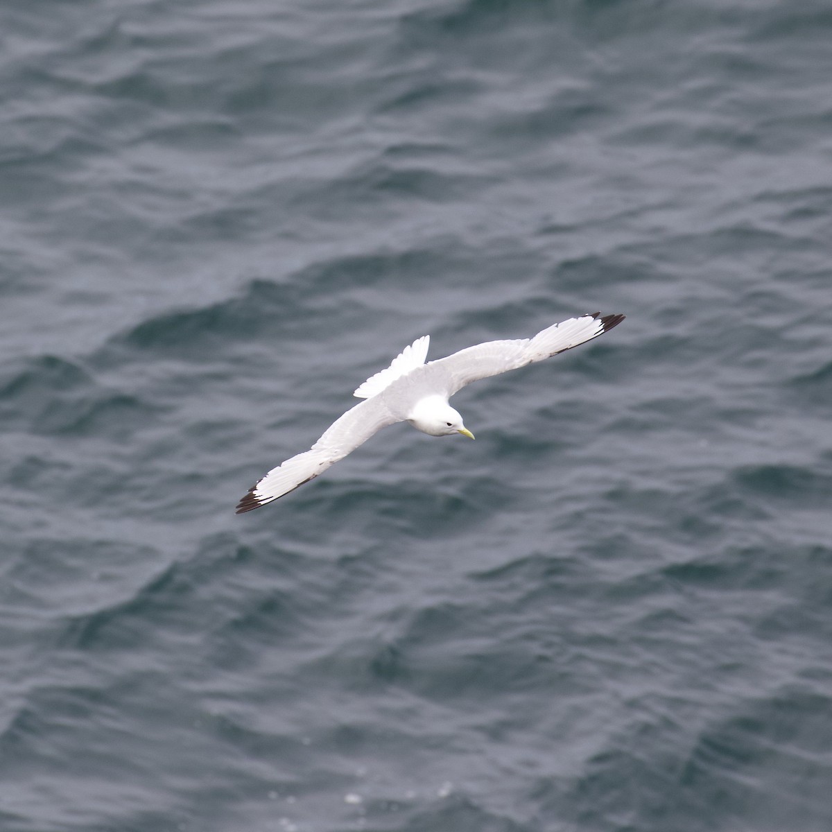 Kara Ayaklı Martı - ML645104161