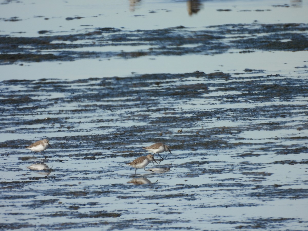 Western Sandpiper - ML645104165