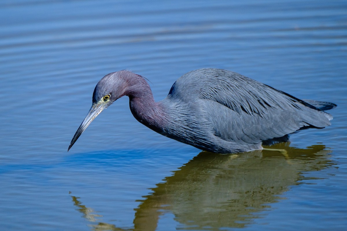 Little Blue Heron - ML645104182