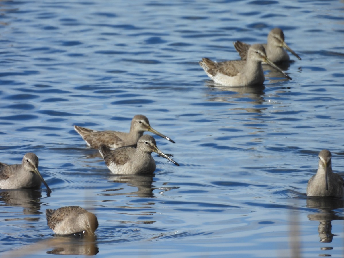 Long-billed Dowitcher - ML645104186