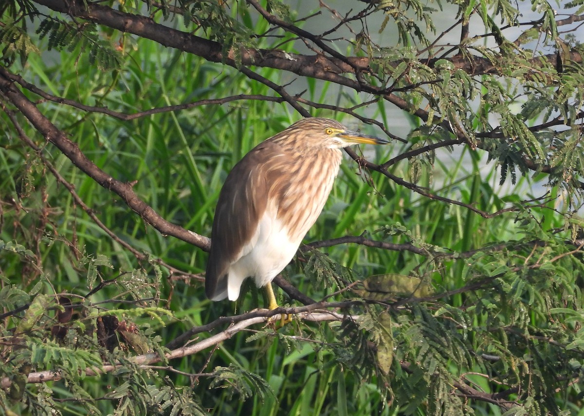 Indian Pond-Heron - ML645104192