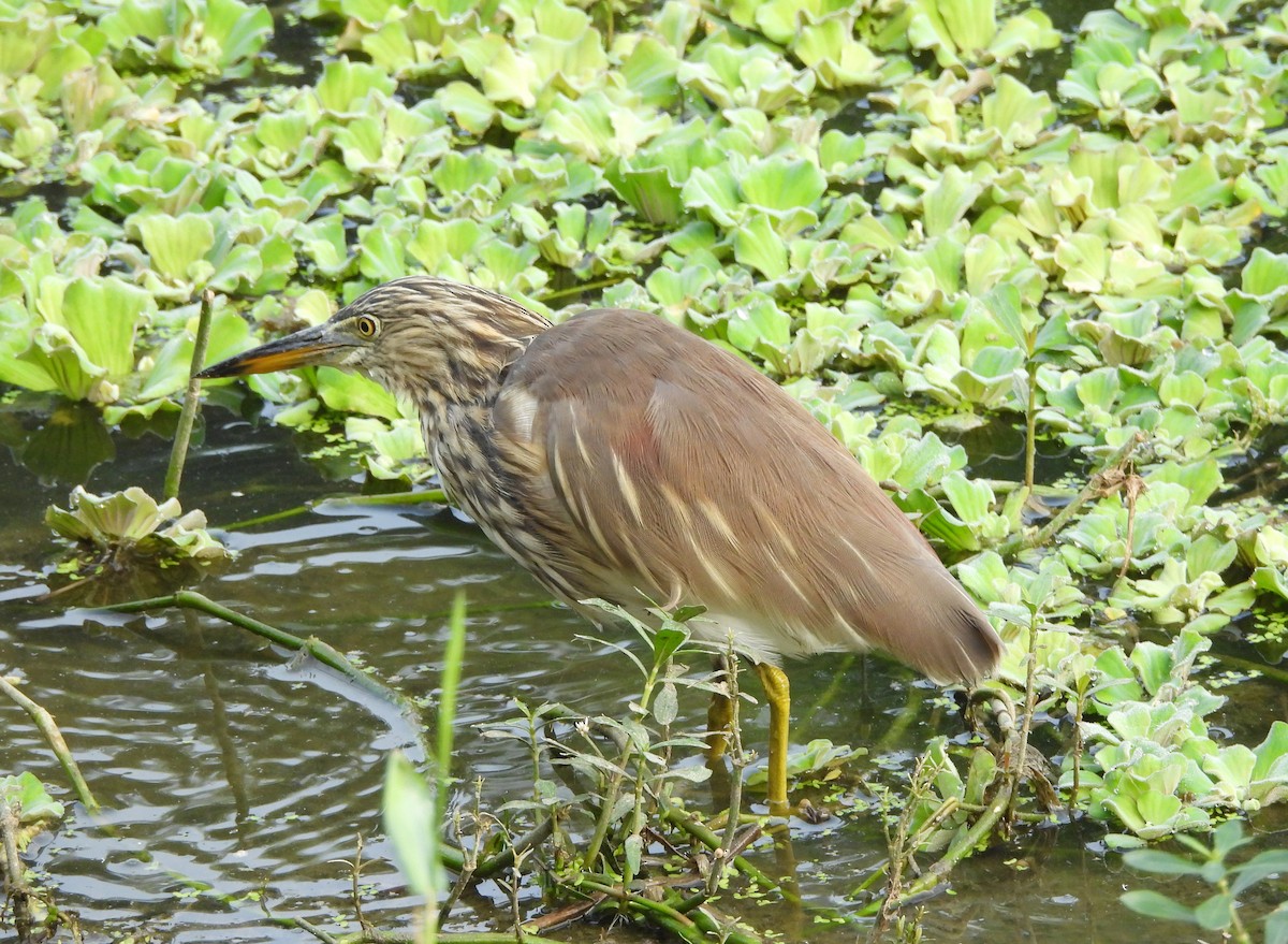 Indian Pond-Heron - ML645104193