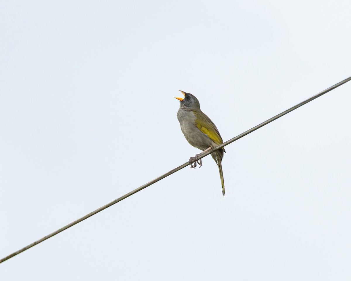Great Pampa-Finch - ML645104205